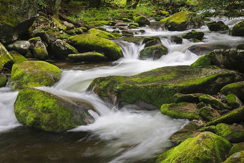 Cascading mountain stream-Great Smoky Mountains National Park-Tennessee-North Carolina White Modern Wood Framed Art Print with Double Matting by Jones, Adam
