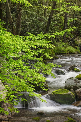 Cascading mountain stream-Great Smoky Mountains National Park-Tennessee-North Carolina Black Ornate Wood Framed Art Print with Double Matting by Jones, Adam