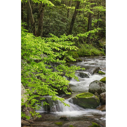 Cascading mountain stream-Great Smoky Mountains National Park-Tennessee-North Carolina Black Modern Wood Framed Art Print by Jones, Adam