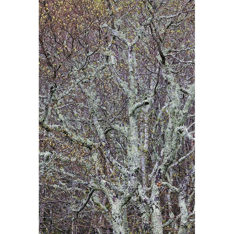 Lichen covered trees at high elevation-Great Smoky Mountains National Park-North Carolina Gold Ornate Wood Framed Art Print with Double Matting by Jones, Adam