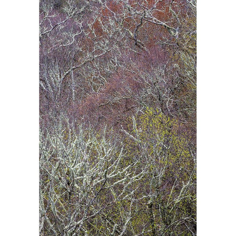 Lichen covered trees at high elevation-Great Smoky Mountains National Park-North Carolina Gold Ornate Wood Framed Art Print with Double Matting by Jones, Adam