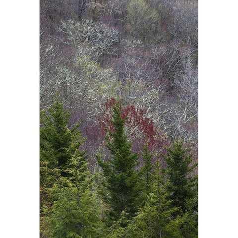 Lichen covered trees at high elevation-Great Smoky Mountains National Park-North Carolina Black Modern Wood Framed Art Print with Double Matting by Jones, Adam