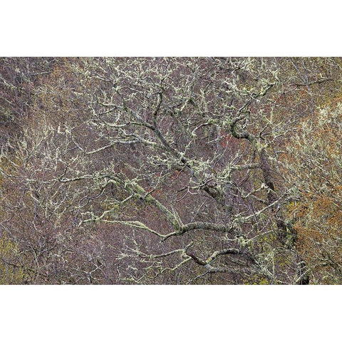 Lichen covered trees at high elevation-Great Smoky Mountains National Park-North Carolina Black Modern Wood Framed Art Print with Double Matting by Jones, Adam