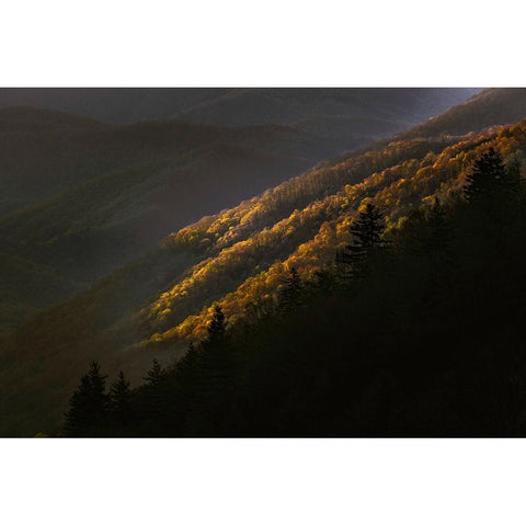 First light morning on early spring trees-Oconaluftee Valley-Great Smoky Mountains National Park Black Modern Wood Framed Art Print by Jones, Adam