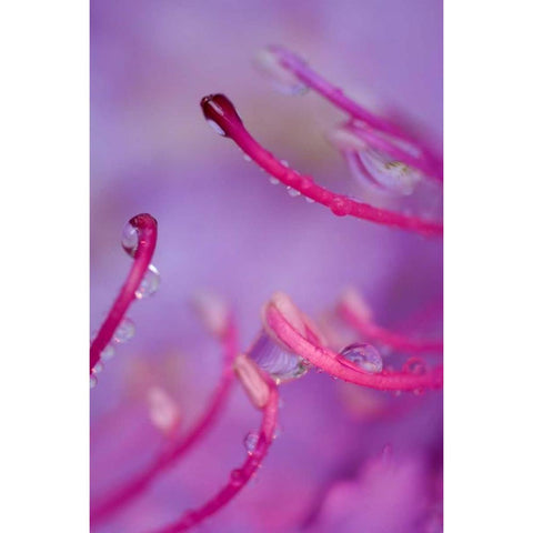 North Carolina Catawba rhododendron with dew Black Modern Wood Framed Art Print by Rotenberg, Nancy