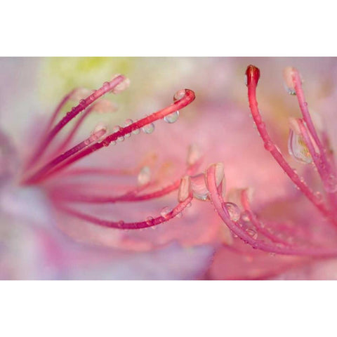 North Carolina Catawba rhododendron with dew Black Modern Wood Framed Art Print by Rotenberg, Nancy