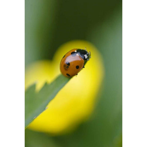 USA, North Carolina, Ladybug on tip of leaf Black Modern Wood Framed Art Print by Rotenberg, Nancy