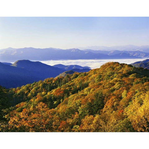 NC, Great Smoky Mts Forest in autumn White Modern Wood Framed Art Print by Flaherty, Dennis