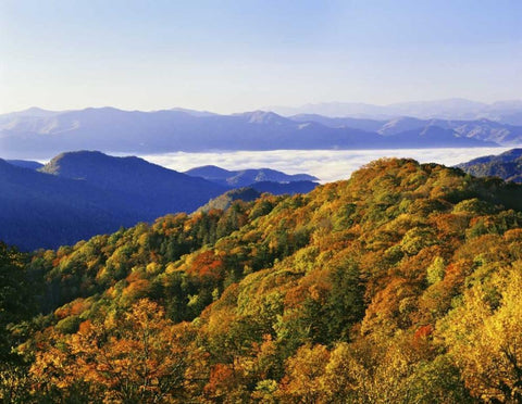 NC, Great Smoky Mts Forest in autumn Black Ornate Wood Framed Art Print with Double Matting by Flaherty, Dennis