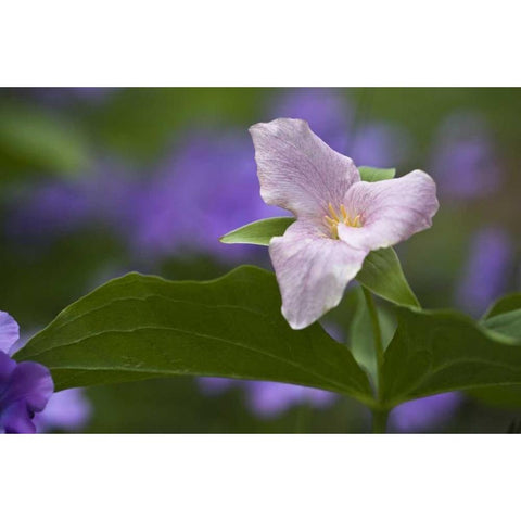 NC, Great Smoky Mts White trillium in spring Black Modern Wood Framed Art Print with Double Matting by Rotenberg, Nancy