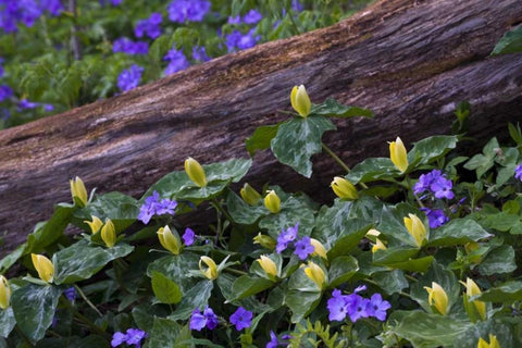 NC, Great Smoky Mts Spring flowers by a log White Modern Wood Framed Art Print with Double Matting by Rotenberg, Nancy