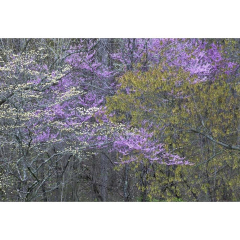 NC, Great Smoky Mts Dogwood and redbud trees Black Modern Wood Framed Art Print by Rotenberg, Nancy