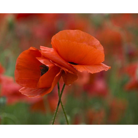 North Carolina Red poppies intertwined in field Black Modern Wood Framed Art Print by Rotenberg, Nancy