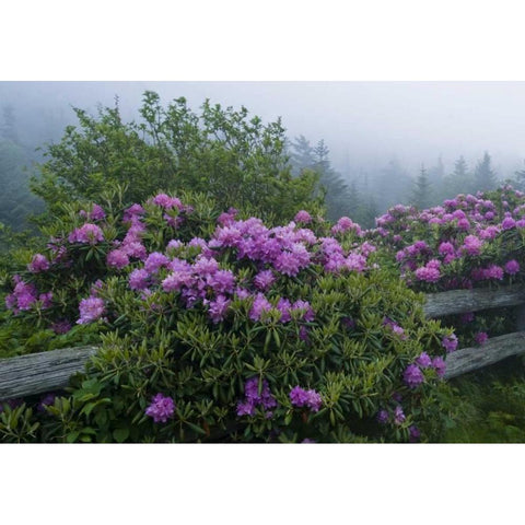NC, Roan Mt Catawba rhododendrons along fence Black Modern Wood Framed Art Print by Rotenberg, Nancy
