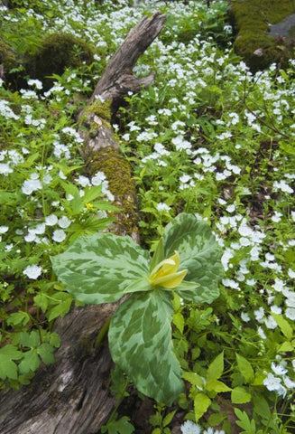 North Carolina, Great Smoky Mts Trillium flowers Black Ornate Wood Framed Art Print with Double Matting by Rotenberg, Nancy