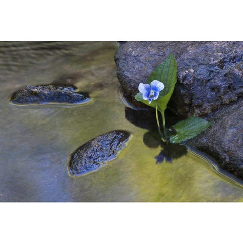 North Carolina Early spring flower by a stream Black Modern Wood Framed Art Print with Double Matting by Rotenberg, Nancy
