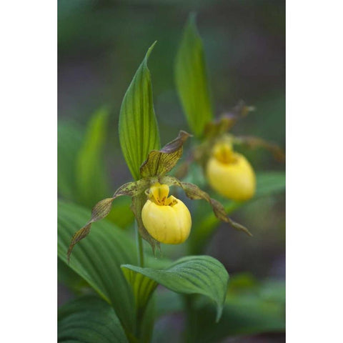 North Carolina Yellow ladys slipper flowers Gold Ornate Wood Framed Art Print with Double Matting by Rotenberg, Nancy