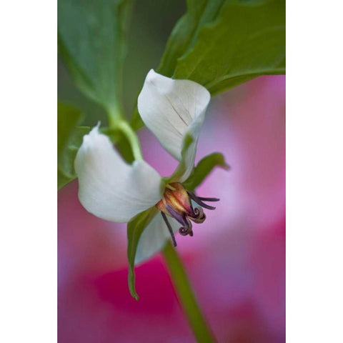 NC, Great Smoky Mts A southern nodding trillium Black Modern Wood Framed Art Print by Rotenberg, Nancy