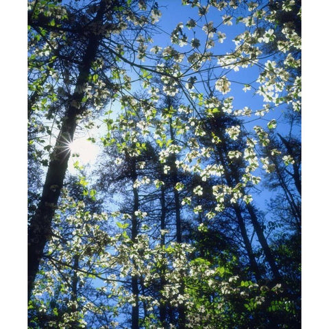 North Carolina, Flowering Dogwood trees Black Modern Wood Framed Art Print with Double Matting by Talbot Frank, Christopher