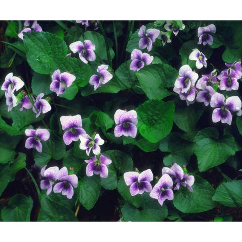 North Carolina, Great Smoky Mts Forest flowers Black Modern Wood Framed Art Print by Talbot Frank, Christopher
