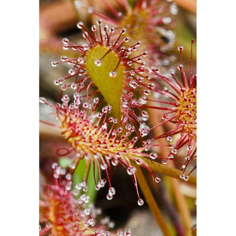 North Carolina Carnivorous sundew plant Gold Ornate Wood Framed Art Print with Double Matting by Flaherty, Dennis
