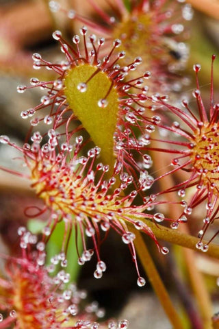 North Carolina Carnivorous sundew plant Black Ornate Wood Framed Art Print with Double Matting by Flaherty, Dennis