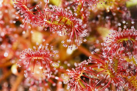 Carnivorous sundew, Green Swamp, North Carolina White Modern Wood Framed Art Print with Double Matting by Flaherty, Dennis