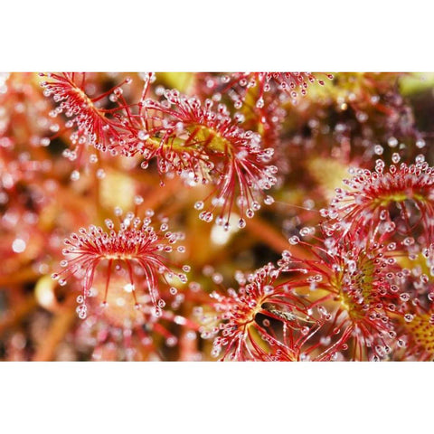 Carnivorous sundew, Green Swamp, North Carolina White Modern Wood Framed Art Print by Flaherty, Dennis