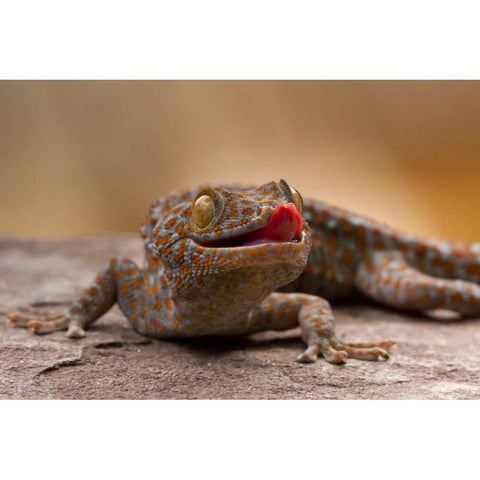 North Carolina Close-up of tokay gecko on rock White Modern Wood Framed Art Print by Illg, Cathy and Gordon