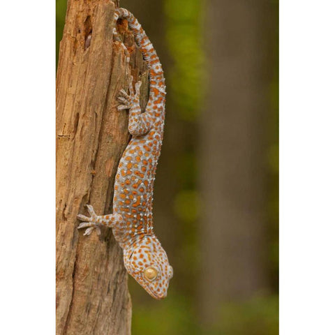 USA, North Carolina Tokay gecko on a tree stump Black Modern Wood Framed Art Print by Illg, Cathy and Gordon