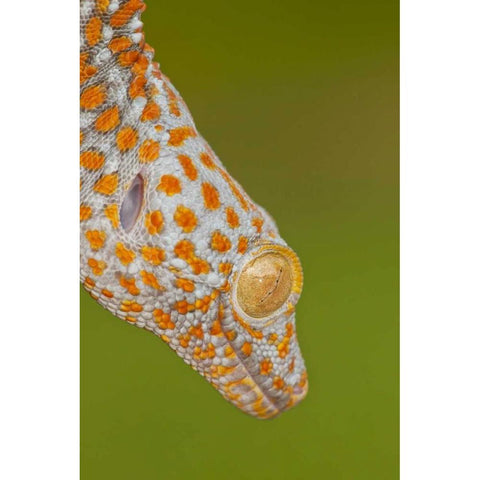 North Carolina Close-up of tokay geckos head Black Modern Wood Framed Art Print by Illg, Cathy and Gordon