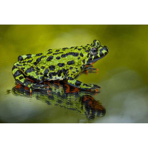 North Carolina Oriental fire-belled toad Black Modern Wood Framed Art Print by Illg, Cathy and Gordon