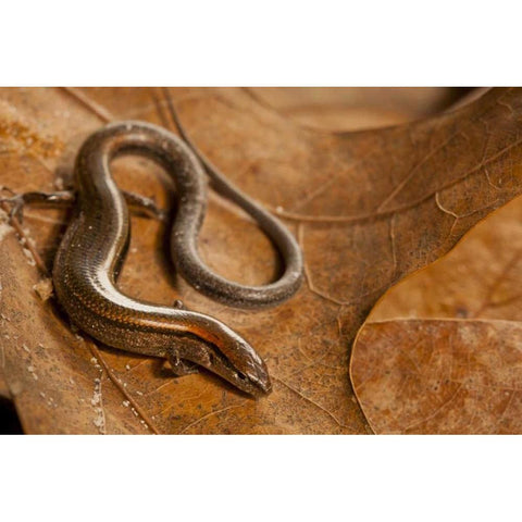 USA, North Carolina Close-up of ground skink Black Modern Wood Framed Art Print by Illg, Cathy and Gordon