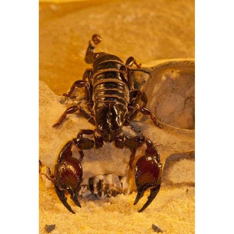 North Carolina Tasmanian red-clawed scorpion Black Modern Wood Framed Art Print with Double Matting by Illg, Cathy and Gordon