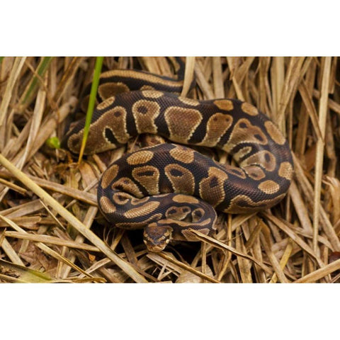 USA, North Carolina Ball python in dried grass Black Modern Wood Framed Art Print by Illg, Cathy and Gordon