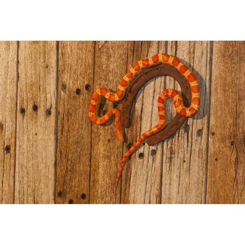 North Carolina Amelanistic corn snake White Modern Wood Framed Art Print by Illg, Cathy and Gordon