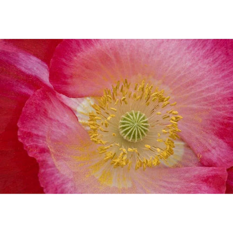 USA, North Carolina Close-up of poppy interior Black Modern Wood Framed Art Print with Double Matting by Rotenberg, Nancy