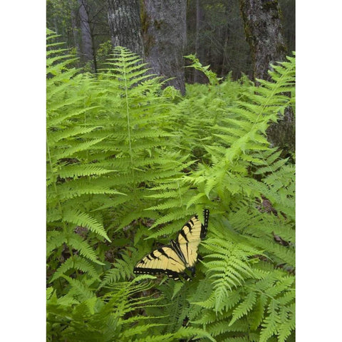 North Carolina Swallowtail butterfly on fern Black Modern Wood Framed Art Print with Double Matting by Rotenberg, Nancy