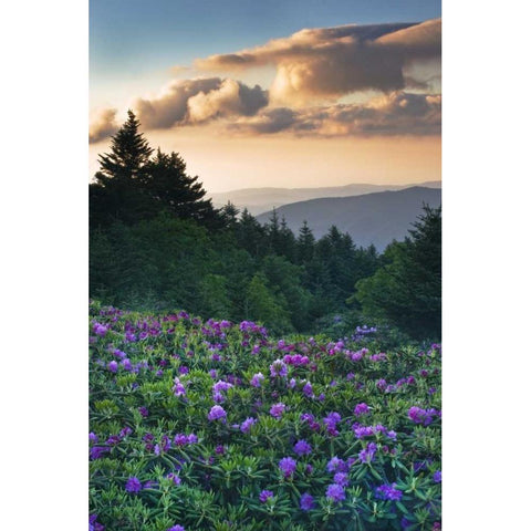 North Carolina Rhododendrons in the mountains Black Modern Wood Framed Art Print by Rotenberg, Nancy