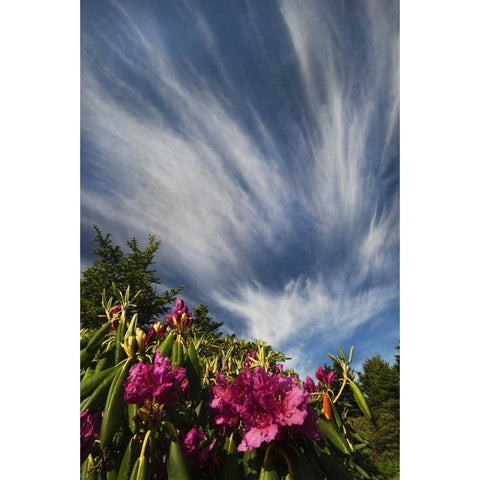 North Carolina Catawba rhododendrons and sky Black Modern Wood Framed Art Print with Double Matting by Rotenberg, Nancy