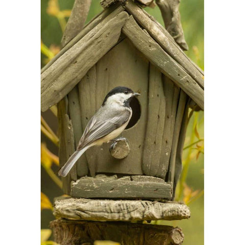 North Carolina, Carolina chickadee at birdhouse Black Modern Wood Framed Art Print by Illg, Cathy and Gordon
