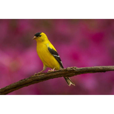 North Carolina, Guilford Co American goldfinch Black Modern Wood Framed Art Print by Illg, Cathy and Gordon