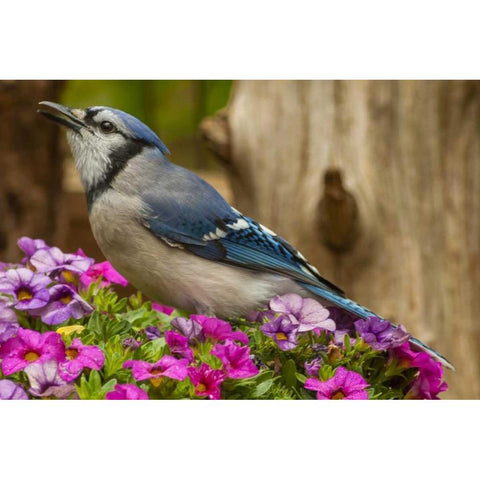 North Carolina, Guilford County Blue jay Black Modern Wood Framed Art Print by Illg, Cathy and Gordon