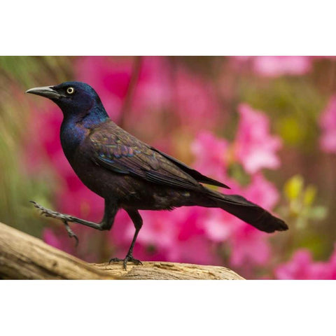 North Carolina, Guilford County Common grackle Black Modern Wood Framed Art Print by Illg, Cathy and Gordon