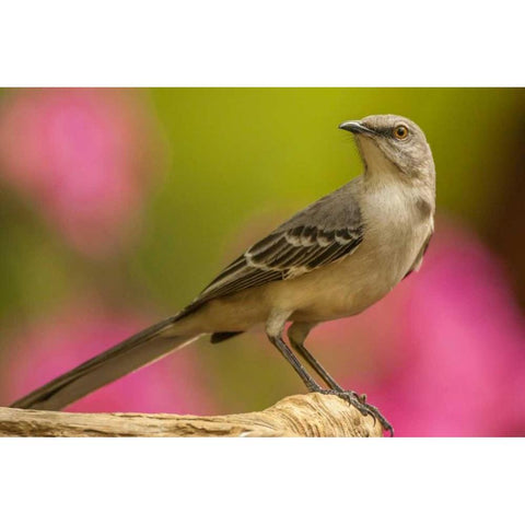 North Carolina, Guilford County Mockingbird Black Modern Wood Framed Art Print by Illg, Cathy and Gordon