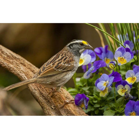North Carolina, White-throated sparrow on limb Gold Ornate Wood Framed Art Print with Double Matting by Illg, Cathy and Gordon