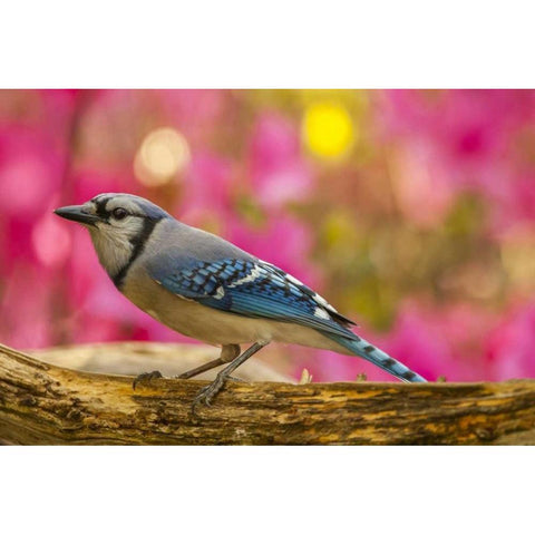 North Carolina, Guilford County Blue jay Black Modern Wood Framed Art Print by Illg, Cathy and Gordon