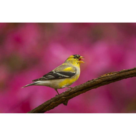 North Carolina, American goldfinch singing Black Modern Wood Framed Art Print by Illg, Cathy and Gordon