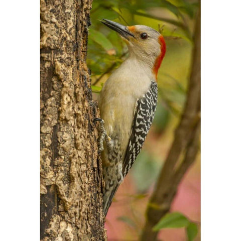 North Carolina, Red-bellied woodpecker on tree Black Modern Wood Framed Art Print by Illg, Cathy and Gordon