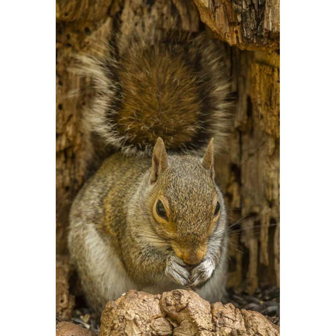 USA, North Carolina Gray squirrel eating Black Modern Wood Framed Art Print with Double Matting by Illg, Cathy and Gordon